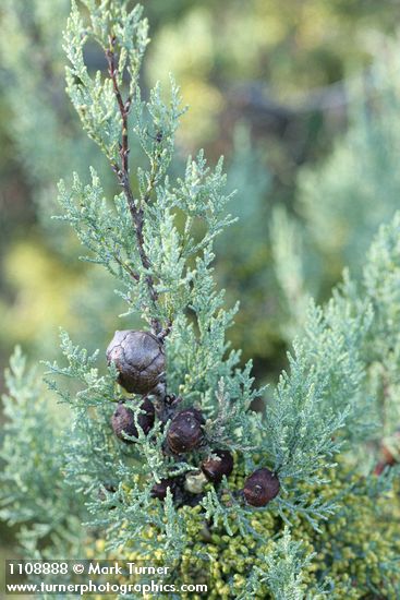 MacNab's Cypress cones among foliage