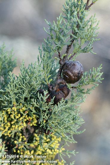 MacNab's Cypress cones among foliage