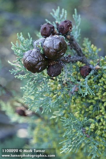 MacNab's Cypress cones among foliage