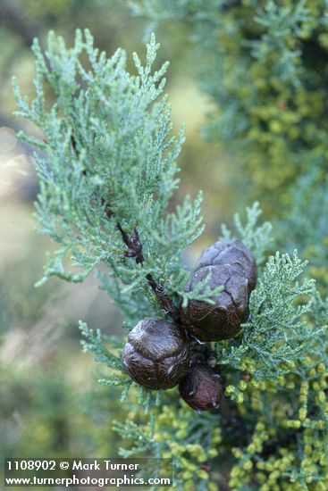 MacNab's Cypress cones among foliage
