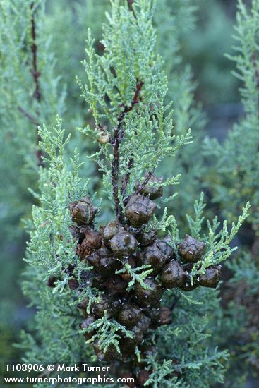 MacNab's Cypress cones among foliage