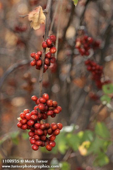 Skunkbush Sumac fruit & foliage