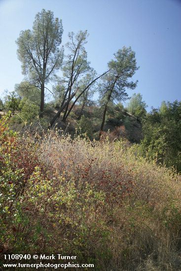 Skunkbush Sumac w/ Gray Pines bkgnd