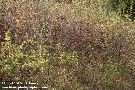 Skunkbush Sumac in fruit