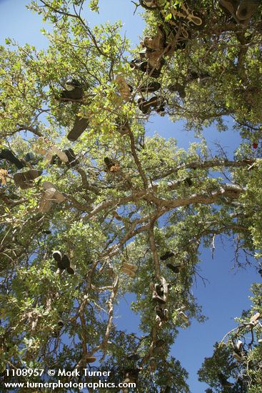 Shoes hanging from branches of Blue Oak shoe tree