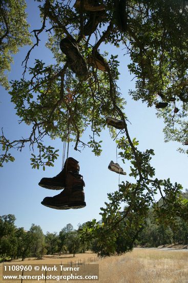Boots hanging from branch of Blue Oak shoe tree