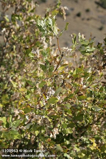Chaparral Silktassel fruit & foliage