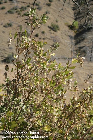 Chaparral Silktassel fruit & foliage