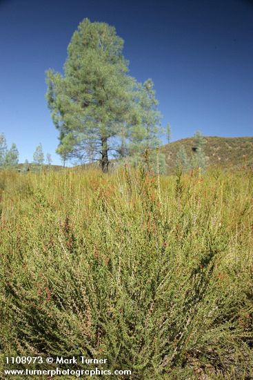 Chamise w/ Gray Pine bkgnd