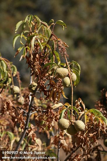 California Buckeye nuts among withering foliage