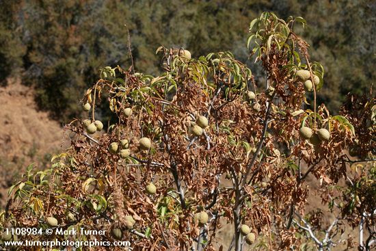 California Buckeye nuts among withering foliage