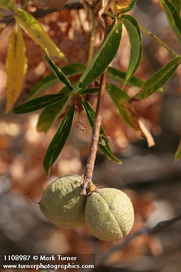 California Buckeye nuts among withering foliage
