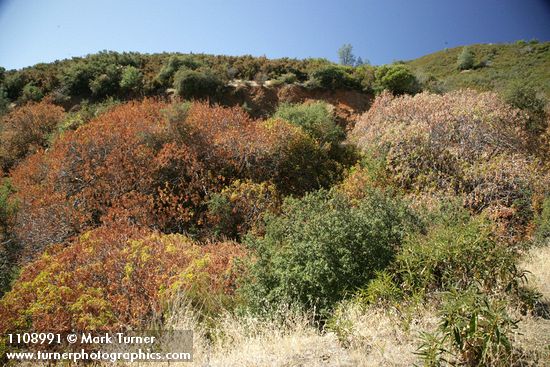 Scrub Oak & California Buckeye chaparral