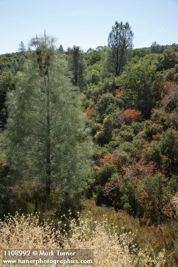 Gray Pines, Scrub Oak & California Buckeye chaparral