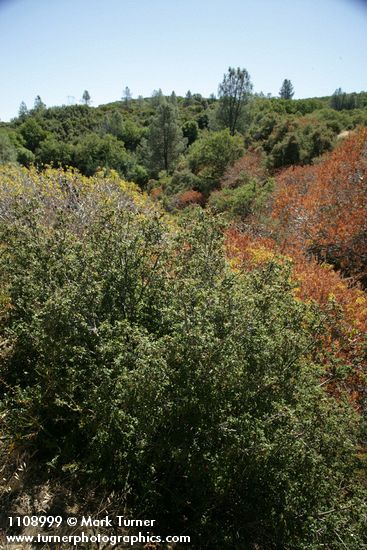 Scrub Oak & California Buckeye chaparral