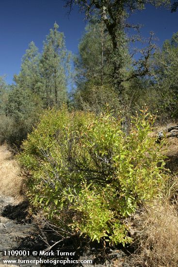 Common Buttonbush in dry stream bed w/ Gray Pines bkgnd