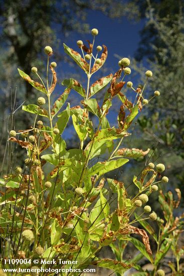 Common Buttonbush seed heads & foliage