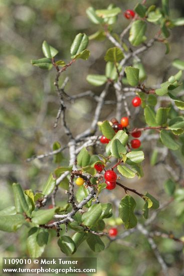Hollyleaf Redberry fruit & foliage
