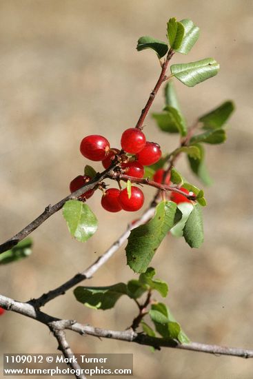 Hollyleaf Redberry fruit & foliage
