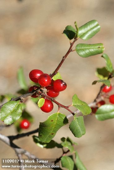 Hollyleaf Redberry fruit & foliage