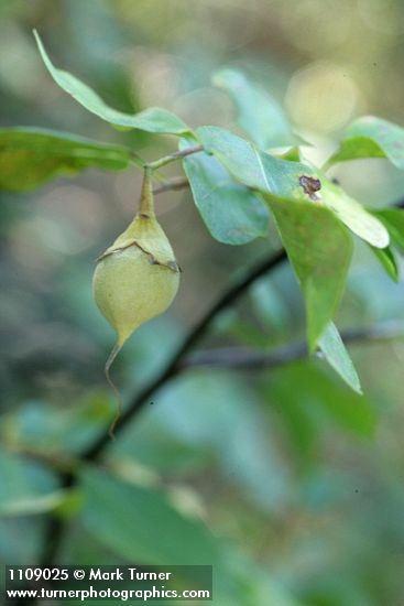 California Snowdrop Bush fruit & foliage