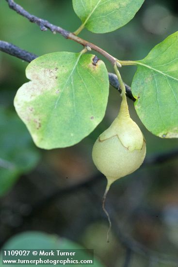 California Snowdrop Bush fruit & foliage