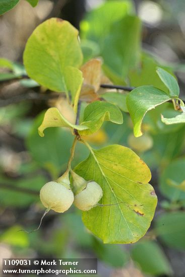 California Snowdrop Bush fruit & foliage