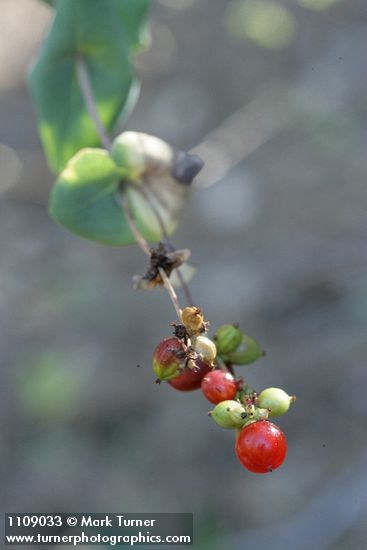 Chaparral Honeysuckle fruit
