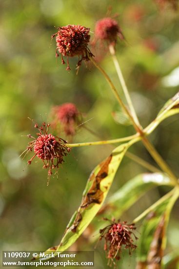 Common Buttonbush seed heads & foliage