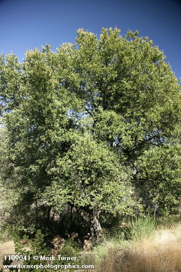 Canyon Live Oak