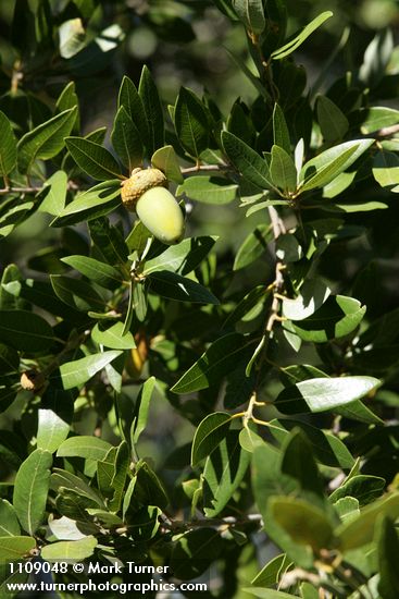 Canyon Live Oak acorn among foliage