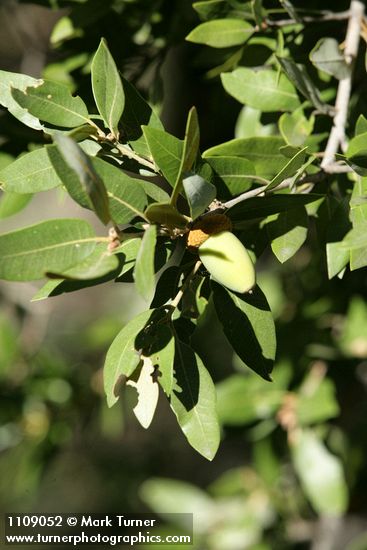 Canyon Live Oak acorn among foliage