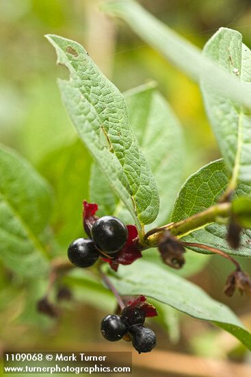 Black Twinberry fruit & foliage