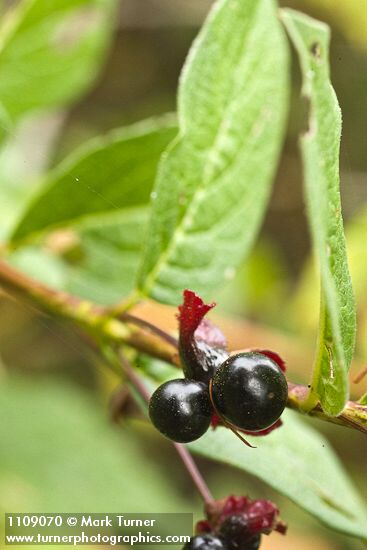 Black Twinberry fruit & foliage