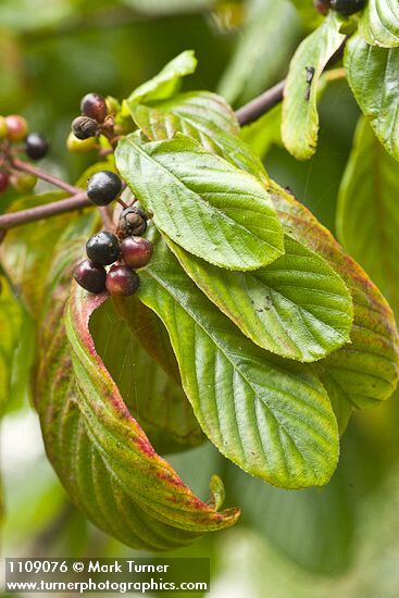 Cascara fruit & foliage