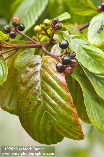 Cascara fruit & foliage