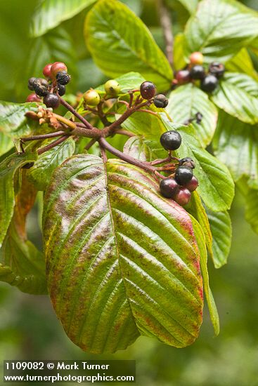 Cascara fruit & foliage