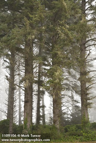 Sika Spruce forest w/ coastal fog