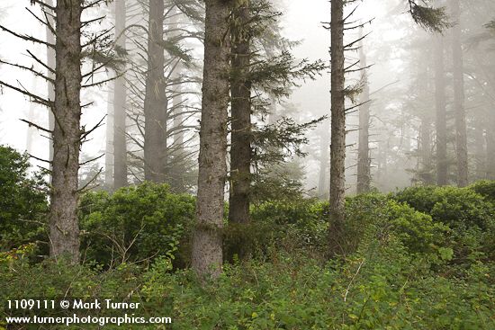 Sika Spruce forest w/ Pacific Wax-myrtle understory