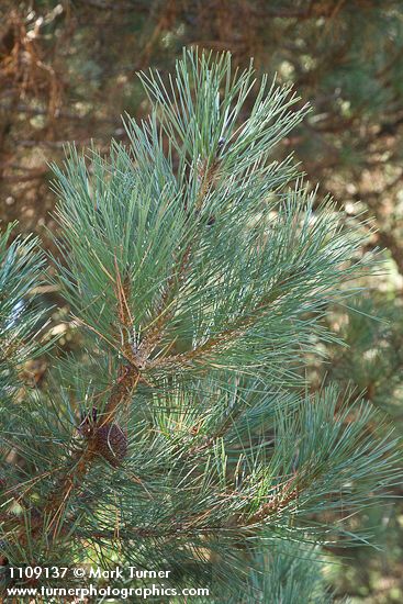 Bishop Pine foliage & cone