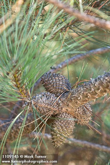 Bishop Pine cones