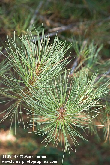 Bishop Pine foliage