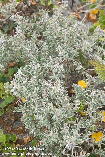 Beach Saltbush