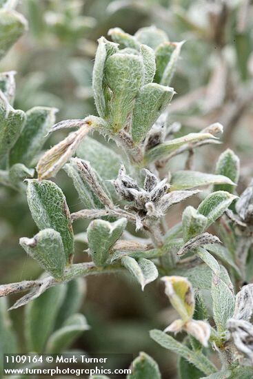 Beach Saltbush foliage