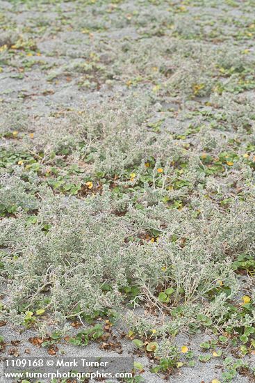 Beach Saltbush w/ Beach Morning-glory foliage