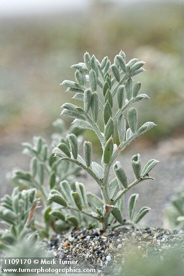 Beach Saltbush foliage