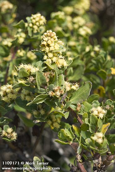 Chaparral Broom blossoms & foliage