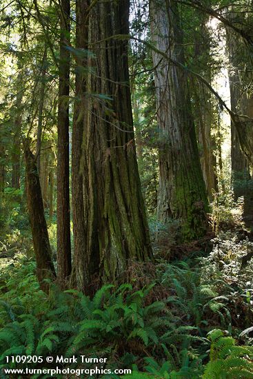 Redwoods w/ Sword Ferns