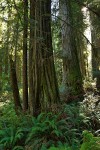 Redwoods w/ Sword Ferns