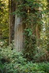 Redwoods